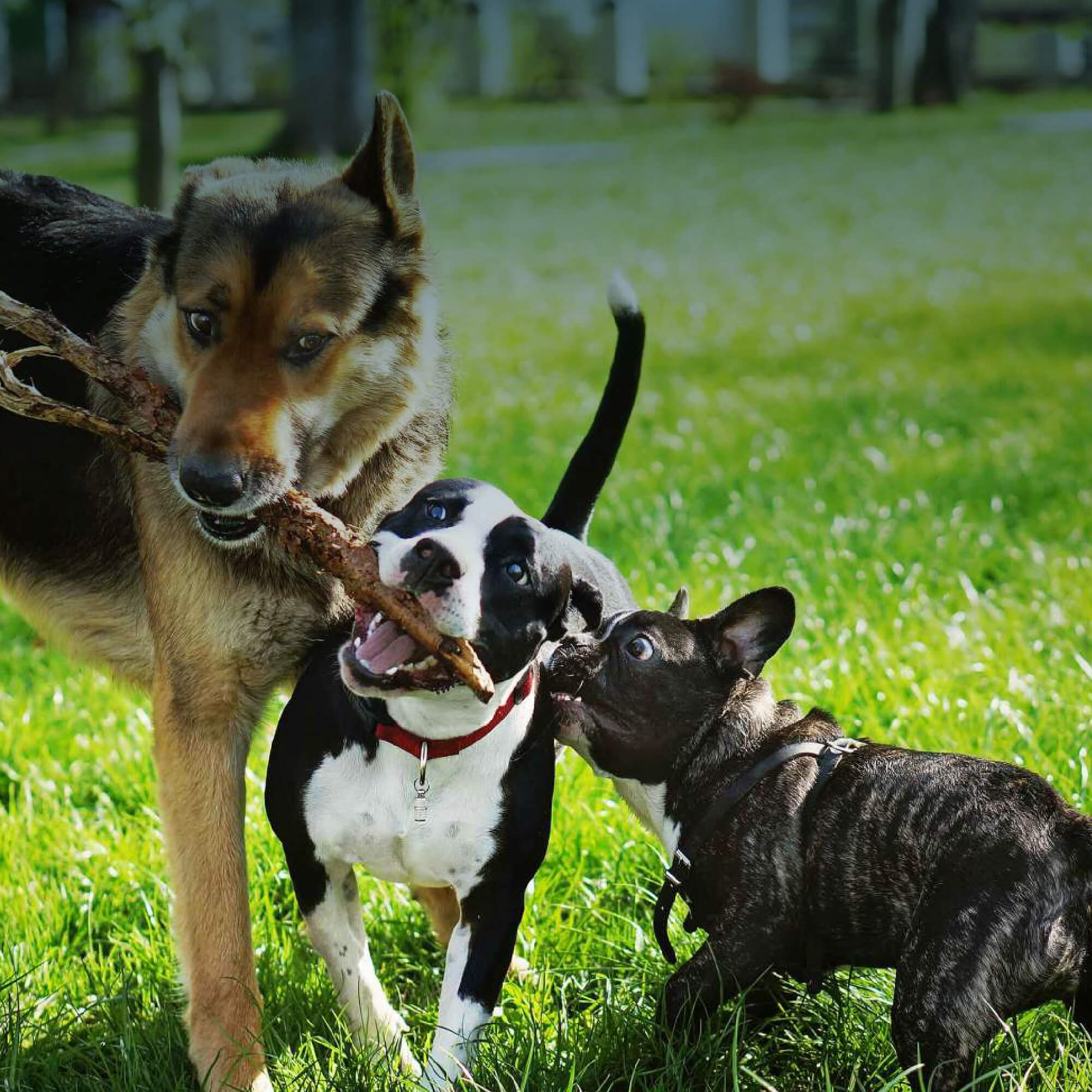 Image of three dogs playing with a stick at the Lucky Eagle Casino Dog Park
